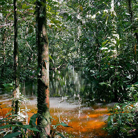 AMAZONAS 28_selva mosaico galeria_MG_3354.jpg